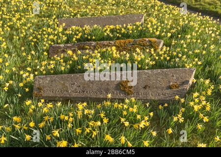 Les vieilles pierres tombales se trouvent au printemps parmi les jonquilles galloises sauvages indigènes, dans la cour de St Michael's, dans le petit hameau frontalier de Discoed, Powys, Royaume-Uni Banque D'Images
