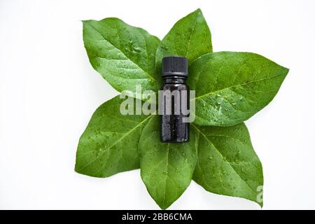 Une petite bouteille de verre foncé avec de l'eau de gouttes sur des feuilles fraîches vertes et un fond vert.vue de dessus Banque D'Images