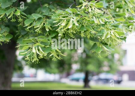 L'arbre Linden est sur le point de s'épanouir au printemps Banque D'Images