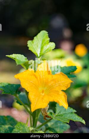 Fleur de citrouille jaune entièrement ouverte qui pousse dans un jardin de légumes Banque D'Images