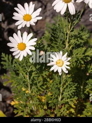 Argyranthemum webbii, l'endemisme de la Palma Banque D'Images
