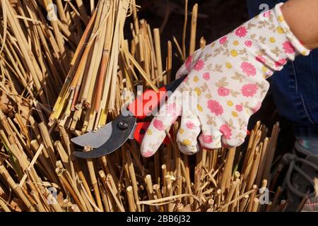 Jardinage de printemps. Élaguer avec des cisailles à élaguer rouge des tiges de l'herbe de l'année dernière. Banque D'Images
