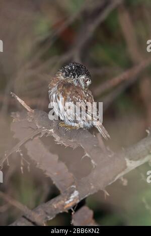 Pygmy-hibou péruvien (Glaucidium peruanum) adulte en bas dans la brousse Chaparri, Pérou Février Banque D'Images