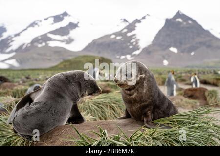 Fourrure Seal Pup, Géorgie du Sud Banque D'Images