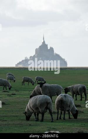 Pâturage des moutons dans les prairies devant le Mont Saint Michel, Normandie, France Banque D'Images