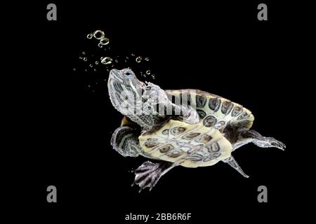 Tortue glisseuse à l'air rouge nageant sous l'eau, Indonésie Banque D'Images