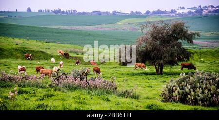 Les bovins s'agaissent dans les pâturages de printemps du Negev, en Israël Banque D'Images