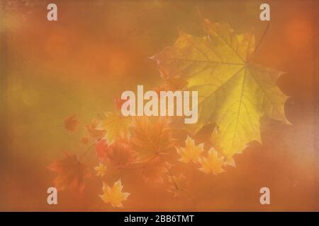 Feuilles d'érable d'automne, Australie Banque D'Images