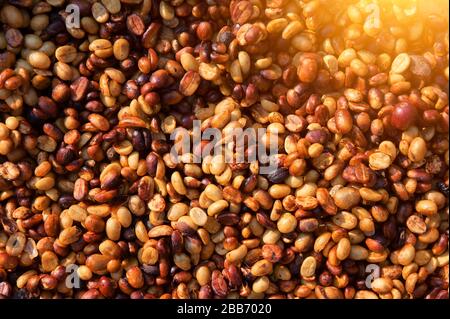 Gros plan des grains de café arabica en cours de traitement, Thaïlande Banque D'Images