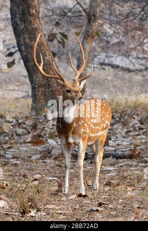 Chital masculin (axe de l'axe) dans le parc national de Ranthambore, Rajasthan, Inde Banque D'Images