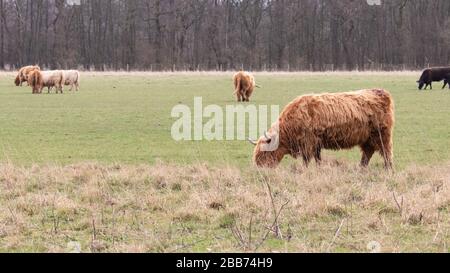 Une vache de montagne pacage avec d'autres vaches en arrière-plan Banque D'Images