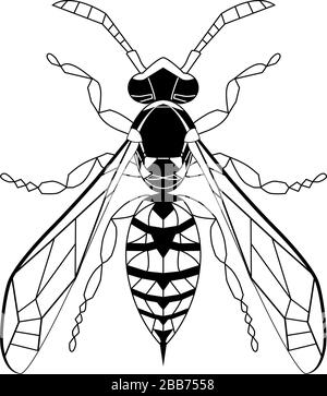 Dessin animé de guêpe pour la page de coloriage antistress adulte. Abeille isolée sur fond blanc. Gribouille dessinée à la main, illustration vectorielle graphique. Style Zentangle. Vitrail à croquis d'insectes. Illustration de Vecteur