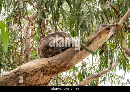 Koala s'endormit dans un arbre d'eucalyptus à Kennet River, Great Ocean Road, Australie Banque D'Images