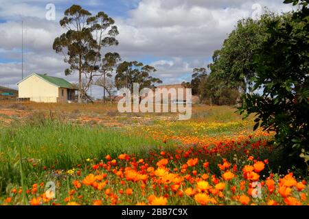 Namaqualand Daisies ou Dimorphotheca sinuata aux couleurs vives disséminées dans le paysage de Bitterfontein, province du Cap Nord, Afrique du Sud Banque D'Images