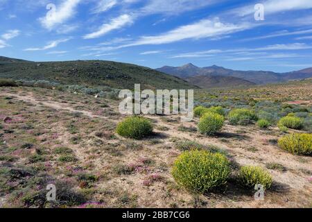 Paysages à proximité de Kharkams, près de Kammieskroon, à Namaqualand, au nord du Cap, en Afrique du Sud Banque D'Images