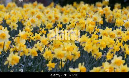 Fleurs de jonquille jaune vif Banque D'Images