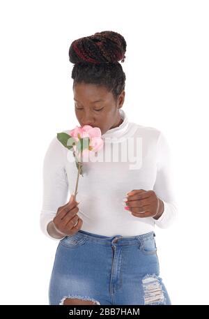 Une jeune femme afro-américaine debout dans un Jean déchiré, qui a frappé une rose rose, isolée pour un fond blanc Banque D'Images