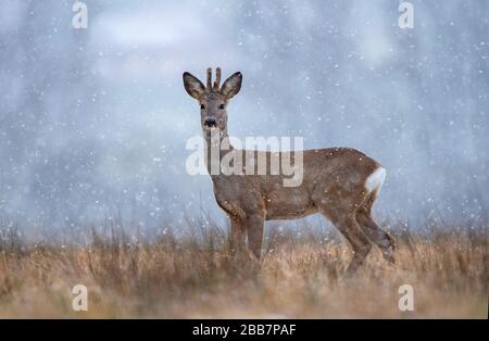 Buck de roe sauvage pendant la chute de neige Banque D'Images