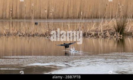 Un coot entrant dans la terre sur un étang avec terre humide en arrière-plan Banque D'Images