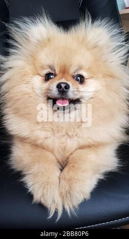 Le ridicule spitz-dog est assis sur un fond noir. Mignonne Pomeranian sourit. Photographie mobile. Banque D'Images
