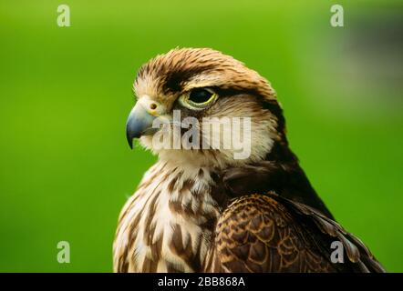 Gros plan de la tête, du visage et du bec du Lanner Falcon (Falco biarmicus) Newent Falconry Center, Gloucestershire, Angleterre, Royaume-Uni Banque D'Images