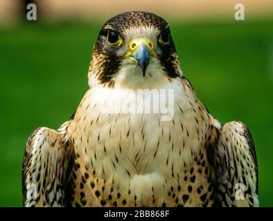 Gros plan de la tête de Faucon pèlerin (Falco peregrinus) regardant la caméra, Newent Falconry Center, Gloucestershire, Angleterre, Royaume-Uni Banque D'Images