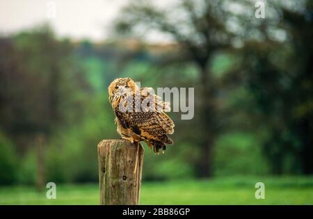 Eurasien Eagle Owl (Bubo bubo) perché à la poste, Newent Falconry Center, Gloucestershire, Angleterre, Royaume-Uni Banque D'Images