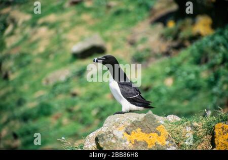 Un oiseau de mer adulte Razorbill (Alca torda) assis sur des falaises de mer, île de Lunga, Écosse, Royaume-Uni Banque D'Images