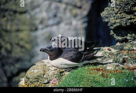 Une paire d'oiseaux de mer adultes de Razorbill (Alca torda) assis sur des falaises de mer, île de Lunga, Écosse, Royaume-Uni Banque D'Images