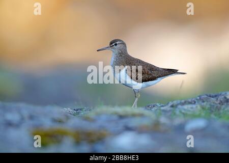 Une sandpipe commune adulte (Actitis hypoleucos) dans la reproduction du plumage reposant sur un rocher sur l'île de Mull, Inner Hebrides, Écosse Banque D'Images