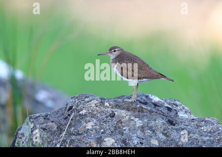 Une sandpipe commune adulte (Actitis hypoleucos) dans la reproduction du plumage reposant sur un rocher sur l'île de Mull, Inner Hebrides, Écosse Banque D'Images