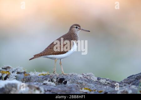 Une sandpipe commune adulte (Actitis hypoleucos) dans la reproduction du plumage reposant sur un rocher sur l'île de Mull, Inner Hebrides, Écosse Banque D'Images