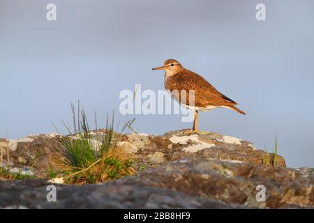 Une sandpipe commune adulte (Actitis hypoleucos) dans la reproduction du plumage reposant sur un rocher sur l'île de Mull, Inner Hebrides, Écosse Banque D'Images