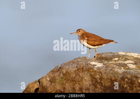 Une sandpipe commune adulte (Actitis hypoleucos) dans la reproduction du plumage reposant sur un rocher sur l'île de Mull, Inner Hebrides, Écosse Banque D'Images