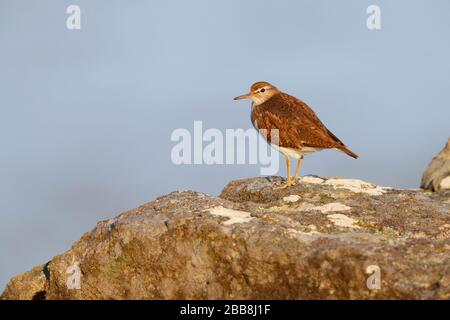 Une sandpipe commune adulte (Actitis hypoleucos) dans la reproduction du plumage reposant sur un rocher sur l'île de Mull, Inner Hebrides, Écosse Banque D'Images