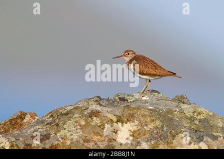 Une sandpipe commune adulte (Actitis hypoleucos) dans la reproduction du plumage reposant sur un rocher sur l'île de Mull, Inner Hebrides, Écosse Banque D'Images