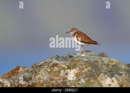 Une sandpipe commune adulte (Actitis hypoleucos) dans la reproduction du plumage reposant sur un rocher sur l'île de Mull, Inner Hebrides, Écosse Banque D'Images