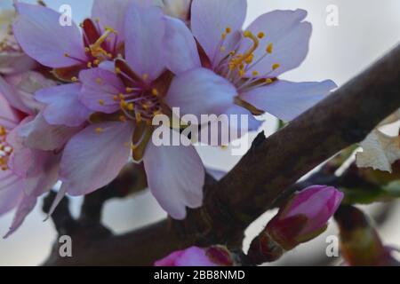 Fleurs d'amandes contre le ciel bleu, DOF peu profond. Nom latin - Prunus dulcis - syn. Prunus amygdalus. Fleurs d'amande et fleurs de printemps. Banque D'Images