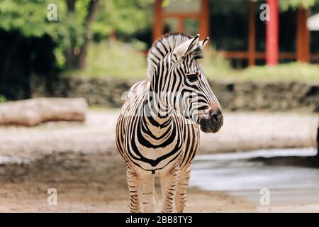 Portrait zébré dans un parc urbain, zoo. Fond animal Banque D'Images