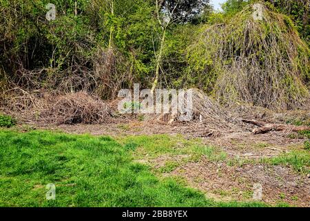 Arbres secs d'été dans le jardin, fond vert de lumière du soleil. Banque D'Images