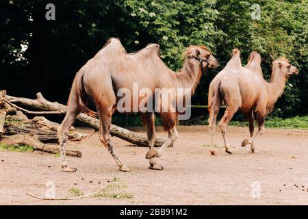 Un chameau à deux humped dans le parc de la ville. Chameaux marchant dans le parc. Foyer sélectif Banque D'Images