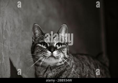 Portrait Pixie-bob Cat noir et blanc Banque D'Images