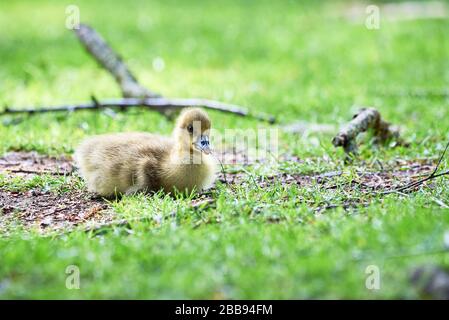 Repos de la gossling des oies du Canada (Branta canadensis) Banque D'Images