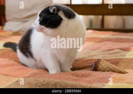 Chat Noir Et Blanc Drole Avec Glace Sur Le Tapis Photo Stock Alamy