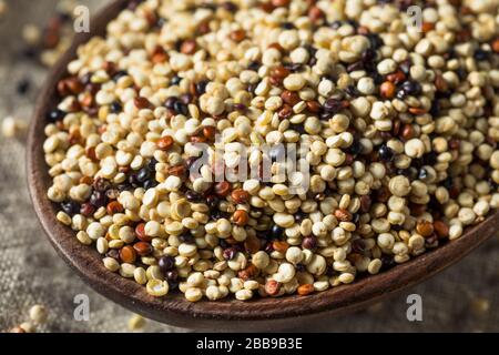 Crus tricolores quinoa organiques Kernals dans un bol Banque D'Images