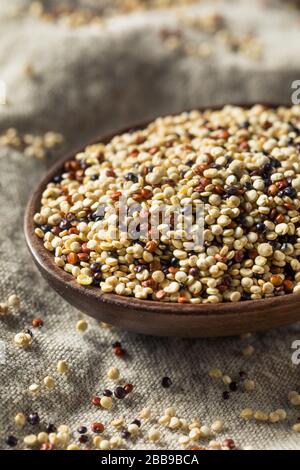 Crus tricolores quinoa organiques Kernals dans un bol Banque D'Images