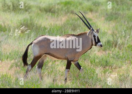Gemsbok (Oryx gazella), jeune, marchant dans la grande herbe, Kgalagadi TransFrontier Park, Northern Cape, Afrique du Sud, Afrique Banque D'Images