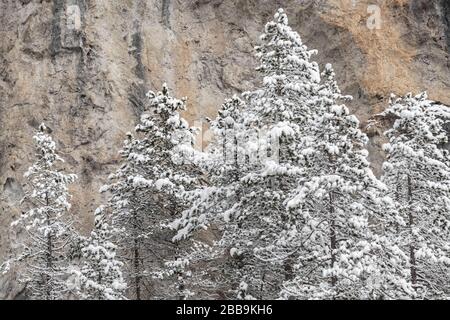 Scène blanche de la beauté de l'hiver forêt de neige à l'intérieur, arbres sur une pente de roche, panorama de nature sauvage fond hivernal, branches dans le givre Banque D'Images