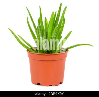 Plante d'aloès dans un pot isolé sur fond blanc avec chemin de découpe Banque D'Images