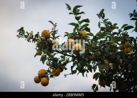 arbre orange amer chargé de fruits et de fleurs, sur un fond flou. Banque D'Images